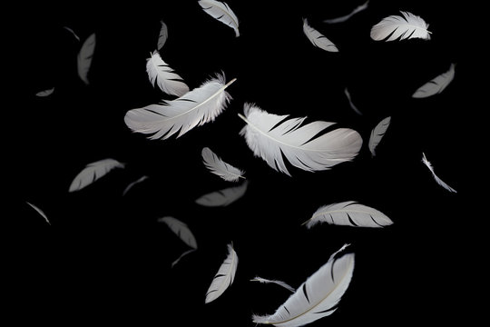 abstract white feathers floating in the dark