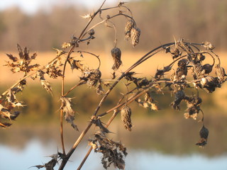 dead thistle in autumn