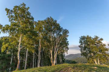 Fototapeta premium trees at sunset in the mountains