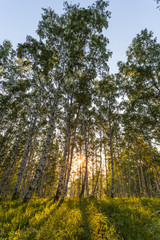 Fototapeta premium forest in autumn