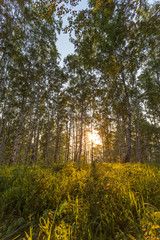 Obraz premium forest in autumn