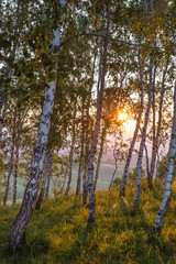 trees at sunset in the mountains