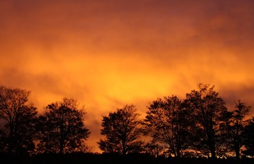 firey orange sunset silhouetting trees