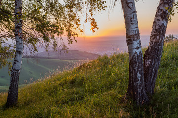trees at sunset in the mountains
