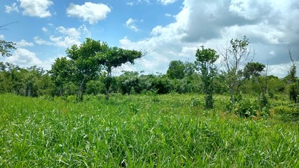 Green vegetation in free field, Peten Guatemala