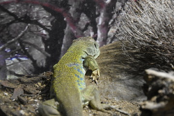 lizard on rock
