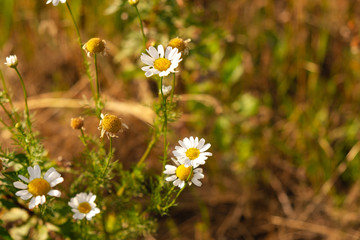 Summer wildflowers. Chamomile flowers with slight blur and vignette.