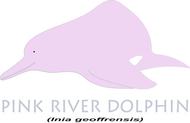 Pink river dolphin
