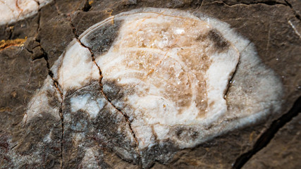 Fossile remains of Megalodontoidea at the famous Dachstein summit, Schladming, Steiermark, Austria