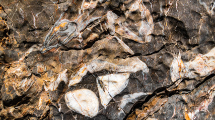 Fossile remains of Megalodontoidea at the famous Dachstein summit, Schladming, Steiermark, Austria
