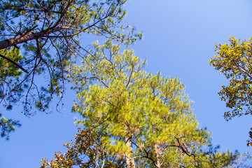 Branches of pine trees with natural blue sky background, from below view.