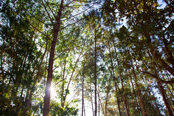 Forest and branches of pine trees with morning light natural background.
