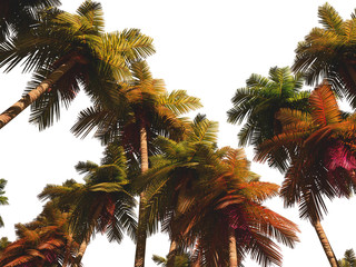 Fototapeta na wymiar Palm tree made in 3D Render