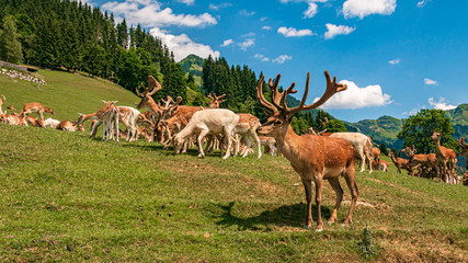 Big red deer herd at Aurach near Kitzbühel, Tyrol, Austria