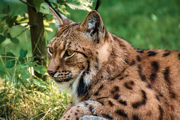 Beautiful lynx resting on a stone