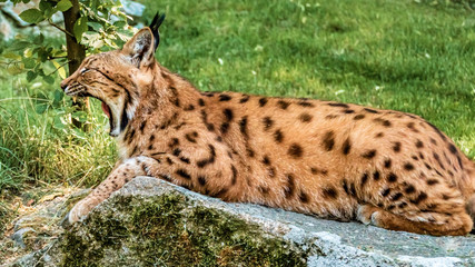 Beautiful lynx with wide open mouth resting on a stone