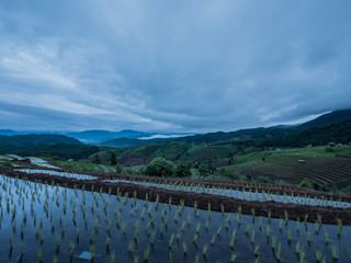 View of rice terraces at Thailand.