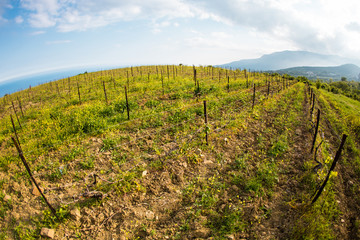 Vineyards on the background of the sea and mountains.