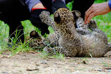 baby leopard at wild life breeding station.