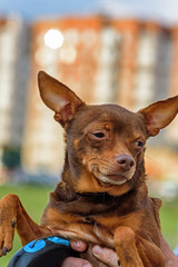 Very close-up portrait of a small domestic dog.