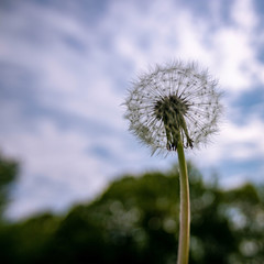 dandelion against blue sky