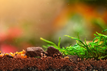 Macro landscape of small pebbles on which moss and other plants grow, soil layers.