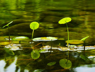   Green marsh plants. Variety of Lily.  