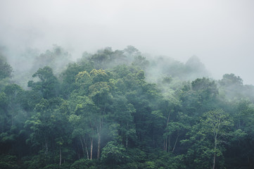 evergreen misty forest in foggy morning , thailand rainforest - obrazy, fototapety, plakaty