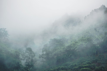 evergreen misty forest in foggy morning , thailand rainforest