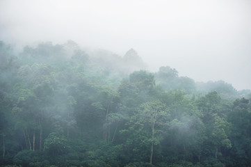 Fototapeta na wymiar evergreen misty forest in foggy morning , thailand rainforest
