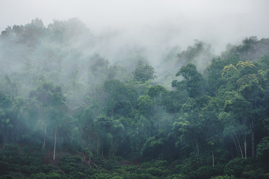 Fototapeta evergreen misty forest in foggy morning , thailand rainforest