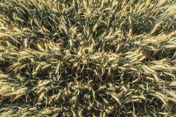 Top view of the field, view of erysipelas, wheat, cereals