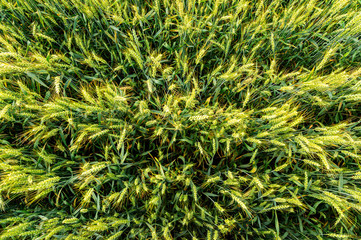 Top view of the field, view of erysipelas, wheat, cereals