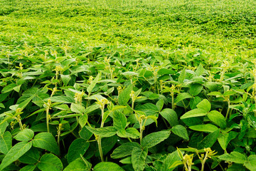 Ripening soybean, green agricultural field