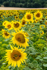 Naklejka premium Wonderful panoramic view field of sunflowers by summertime