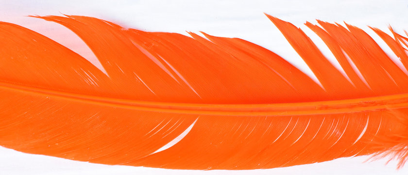 Close up of orange feather isolated on white background