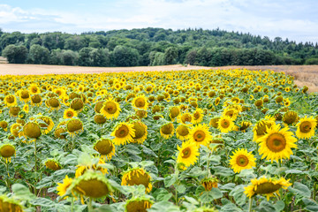 Wonderful panoramic view field of sunflowers by summertime