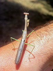 praying mantis on man's arm