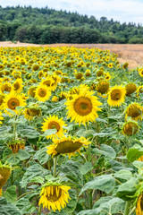 Wonderful panoramic view field of sunflowers by summertime