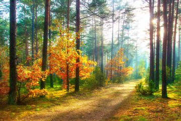 Scenery autumn forest. Sunny woodland. October nature landscape. Beautiful vivid forest in sunlight.