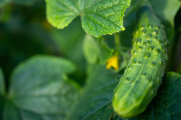 Green cucumber on garden. Cucumber ripen on garden