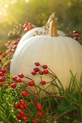 White pumpkin. Autumn pumpkins set  with red berries in the grass in bright sunshine.Autumn harvest...