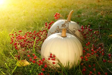 White pumpkin. Autumn pumpkins set and branches with red berries in the grass in bright...