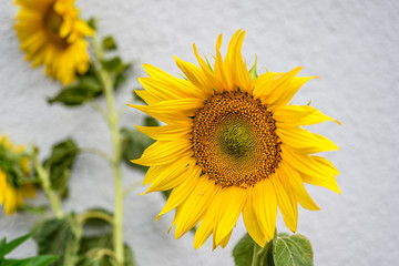 Close-up of sunflower natural background. blooming. Sunflowers symbolize adoration, loyalty and longevity.