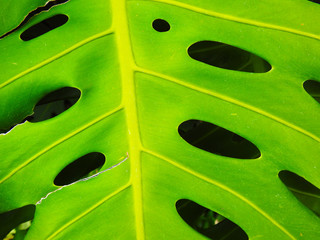 Fototapeta na wymiar Green leaf monstera. Great background and texture. 