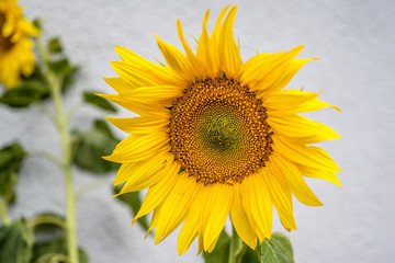 Close-up of sunflower natural background. blooming. Sunflowers symbolize adoration, loyalty and...