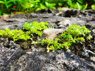  Green moss growing on the rocks.