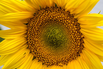 Obraz premium Close-up of sunflower natural background. blooming. Sunflowers symbolize adoration, loyalty and longevity.
