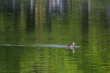 池を泳ぐ鴨