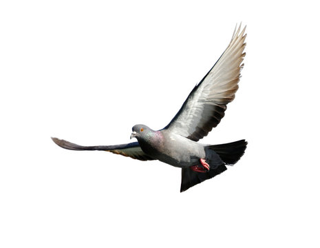 Image of pigeon flying isolated on white background., Bird,  Animals.